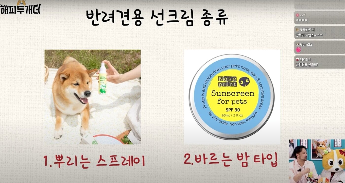 본문 이미지 - 동물 전용 선크림이 시중에 나와 있다(유튜브 개만족 갈무리). ⓒ 뉴스1