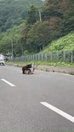 본문 이미지 - 지난 27일 일본 홋카이도의 한 국도에서 불곰이 사슴을 공격하는 장면 &lt;출처=엑스&#40;X&#41;&gt;