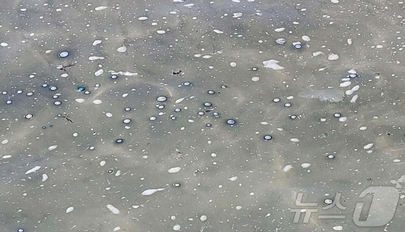 본문 이미지 - 지난 28일 제주 서귀포시 표선해수욕장 해안가에 출몰한 해파리.(제주도소방안전본부 제공. 재판매 및 DB 금지)2025.7.29/뉴스1 ⓒ News1 홍수영 기자