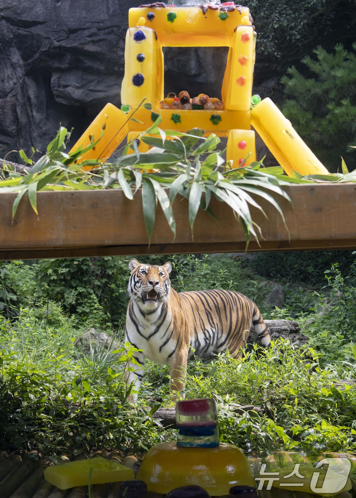 (서울=뉴스1) = 중복을 하루 앞둔 29일 '세계 호랑이의 날'을 맞아 에버랜드 타이거밸리에 살고 있는 호랑이들이 비타민 얼음 케이크를 먹고 있다. (삼성물산 제공. 재판매 및 …