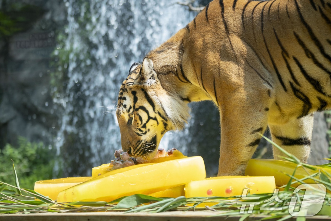 (서울=뉴스1) = 중복을 하루 앞둔 29일 '세계 호랑이의 날'을 맞아 에버랜드 타이거밸리에 살고 있는 호랑이들이 비타민 얼음 케이크를 먹고 있다. (삼성물산 제공. 재판매 및 …