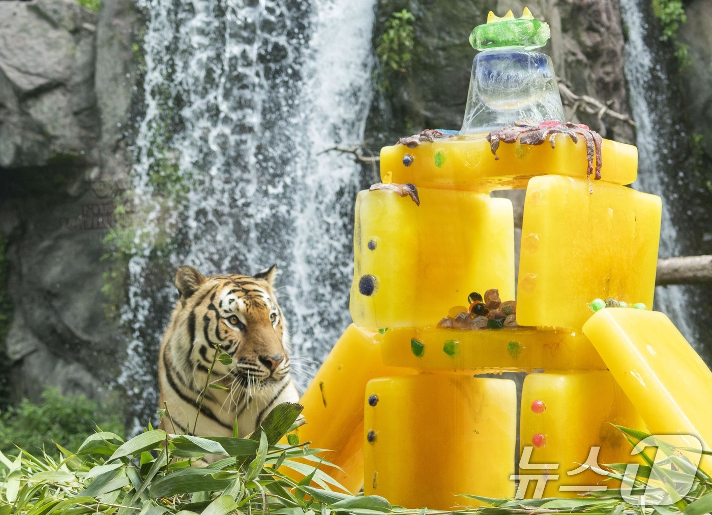 (서울=뉴스1) = 중복을 하루 앞둔 29일 '세계 호랑이의 날'을 맞아 에버랜드 타이거밸리에 살고 있는 호랑이들이 비타민 얼음 케이크를 먹고 있다. (삼성물산 제공. 재판매 및 …