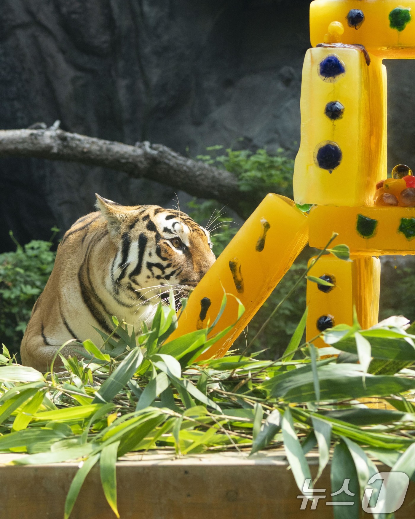 (서울=뉴스1) = 중복을 하루 앞둔 29일 '세계 호랑이의 날'을 맞아 에버랜드 타이거밸리에 살고 있는 호랑이들이 비타민 얼음 케이크를 먹고 있다. (삼성물산 제공. 재판매 및 …