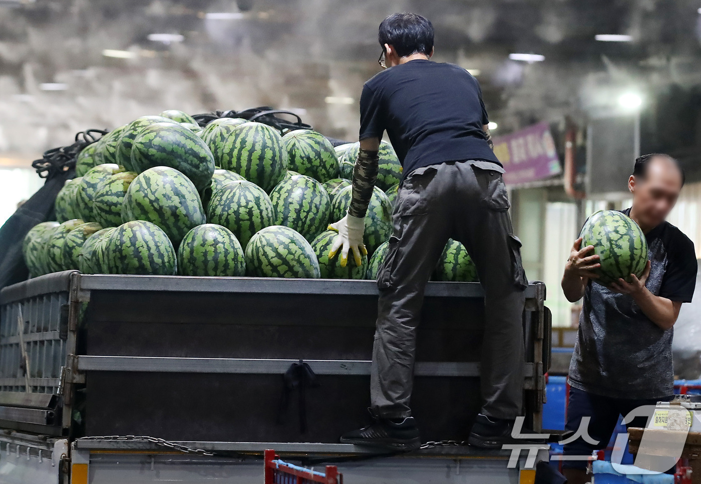 (대구=뉴스1) 공정식 기자 = 중복을 하루 앞둔 29일 대구 북구 매천동 대구농수산물도매시장 하역장에서 작업자들이 산지에서 올라온 수박을 분류하고 있다. 하역장 주변에는 쿨링포그 …