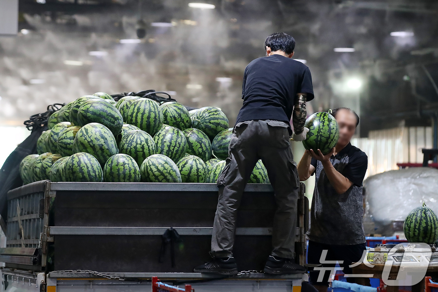 (대구=뉴스1) 공정식 기자 = 중복을 하루 앞둔 29일 대구 북구 매천동 대구농수산물도매시장 하역장에서 작업자들이 산지에서 올라온 수박을 분류하고 있다. 하역장 주변에는 쿨링포그 …