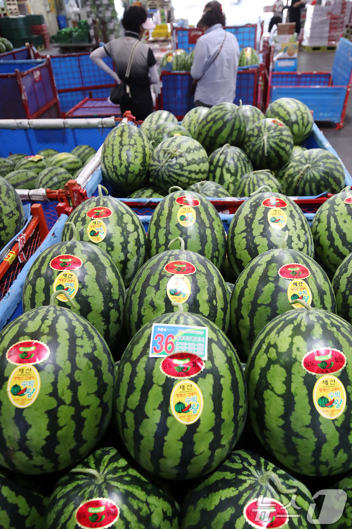 (대구=뉴스1) 공정식 기자 = 중복을 하루 앞둔 29일 대구 북구 매천동 대구농수산물도매시장에 산지에서 출하된 수박이 놓여 있다.  2025.7.29/뉴스1