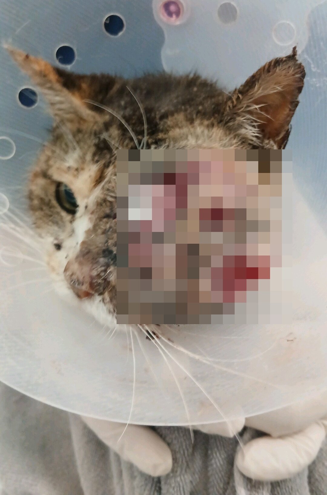 본문 이미지 - 지난 4월 미미의 상태. 종양의 수술적 절제가 어려워 미미는 통증과 염증을 조절하는 보존적 치료를 우선 진행한 후 방사선 치료를 받았다(로얄동물메디컬센터 제공). ⓒ 뉴스1