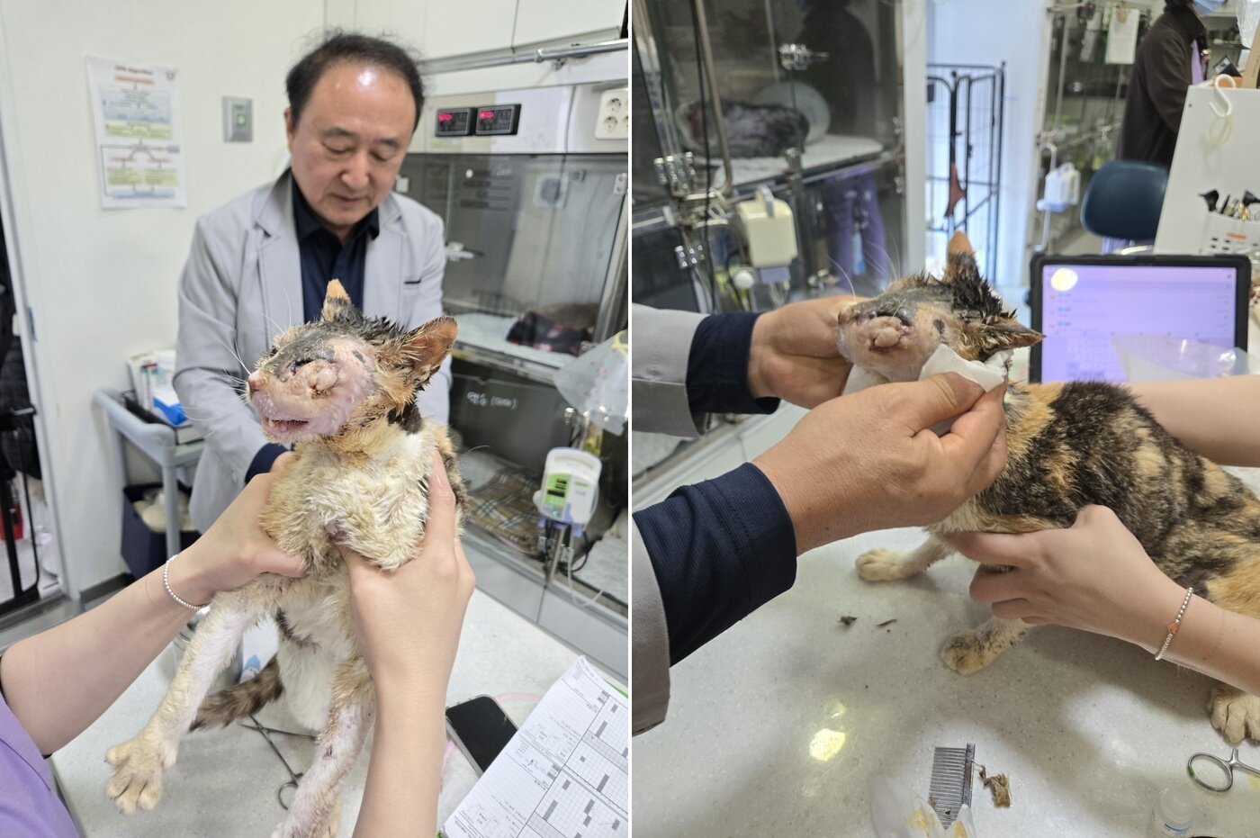 본문 이미지 - 지난 5월 말 종양 크기와 염증이 줄며 피부 상태가 개선돼 퇴원을 앞둔 미미의 모습(로얄동물메디컬센터) ⓒ 뉴스1