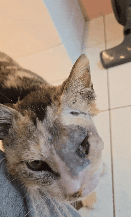 본문 이미지 - 종양을 이겨낸 미미가 사람 몸에 얼굴을 비비며 애정을 표현하고 있다(로얄동물메디컬센터 제공). ⓒ 뉴스1