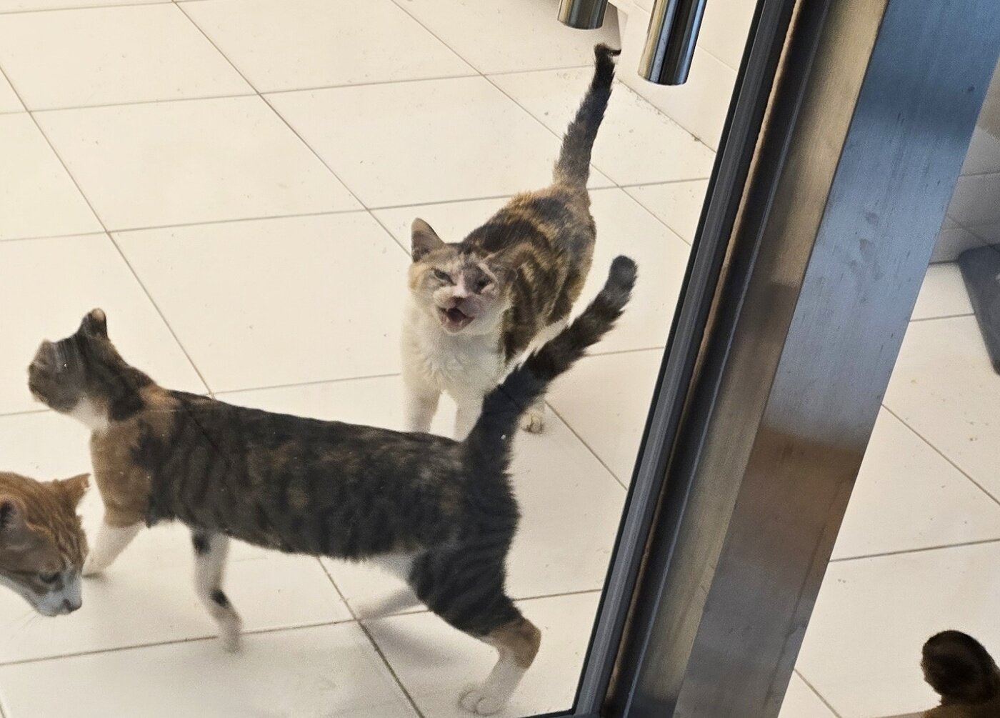 본문 이미지 - CRK 보호소에서 지내며 가족을 기다리는 미미(로얄동물메디컬센터 제공) ⓒ 뉴스1