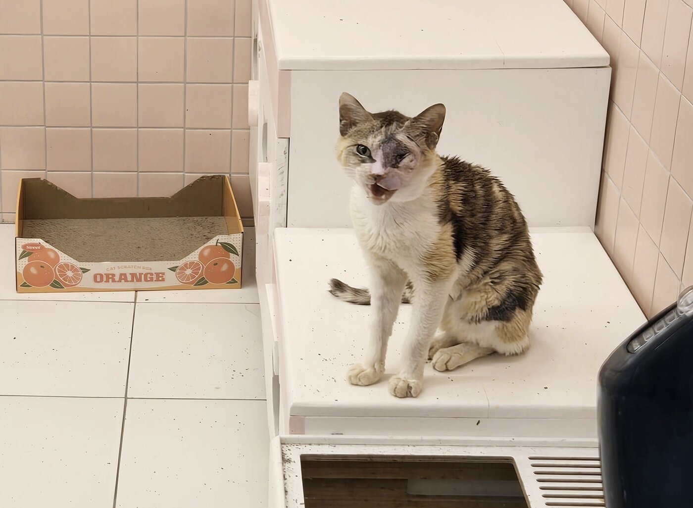 본문 이미지 - 사람을 보면 들어오라고 우는 미미(로얄동물메디컬센터 제공) ⓒ 뉴스1