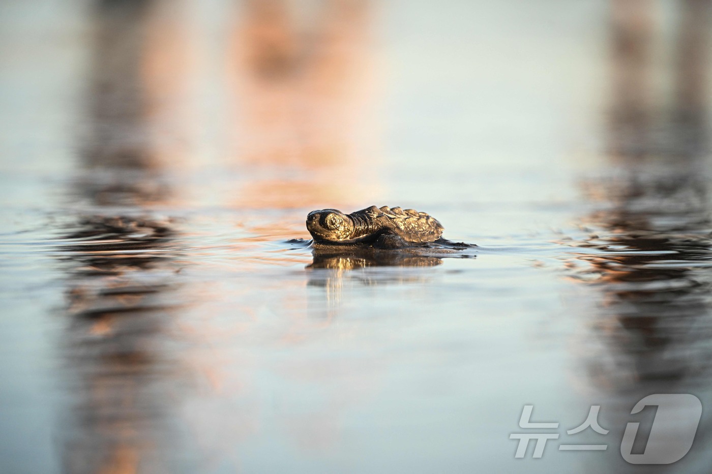 (푼타 차메 AFP=뉴스1) 김경민 기자 = 멸종위기종 '켐프의 리들리 바다거북이'가 파나마시티에서 약 100km 떨어진 푼타 차메 해변에 방류된 후 바다로 들어가고 있다.ⓒ AF …