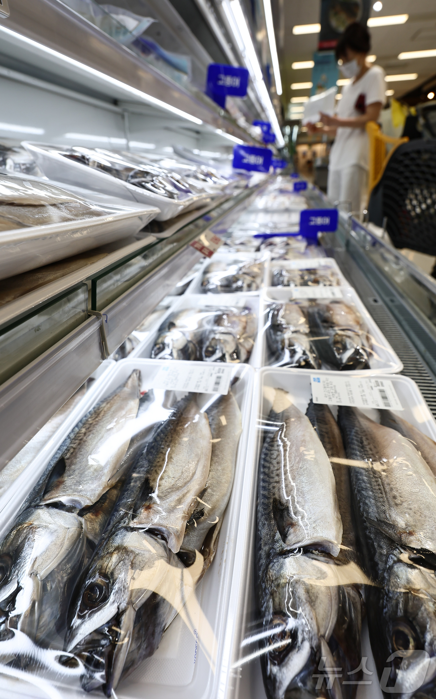 (서울=뉴스1) 김도우 기자 = ‘국민 생선’으로 알려진 고등어를 비롯한 수산물 가격이 급등한 것으로 나타났다.3일 한국농수산식품유통공사(aT)의 농산물 유통정보를 보면 고등어(국 …