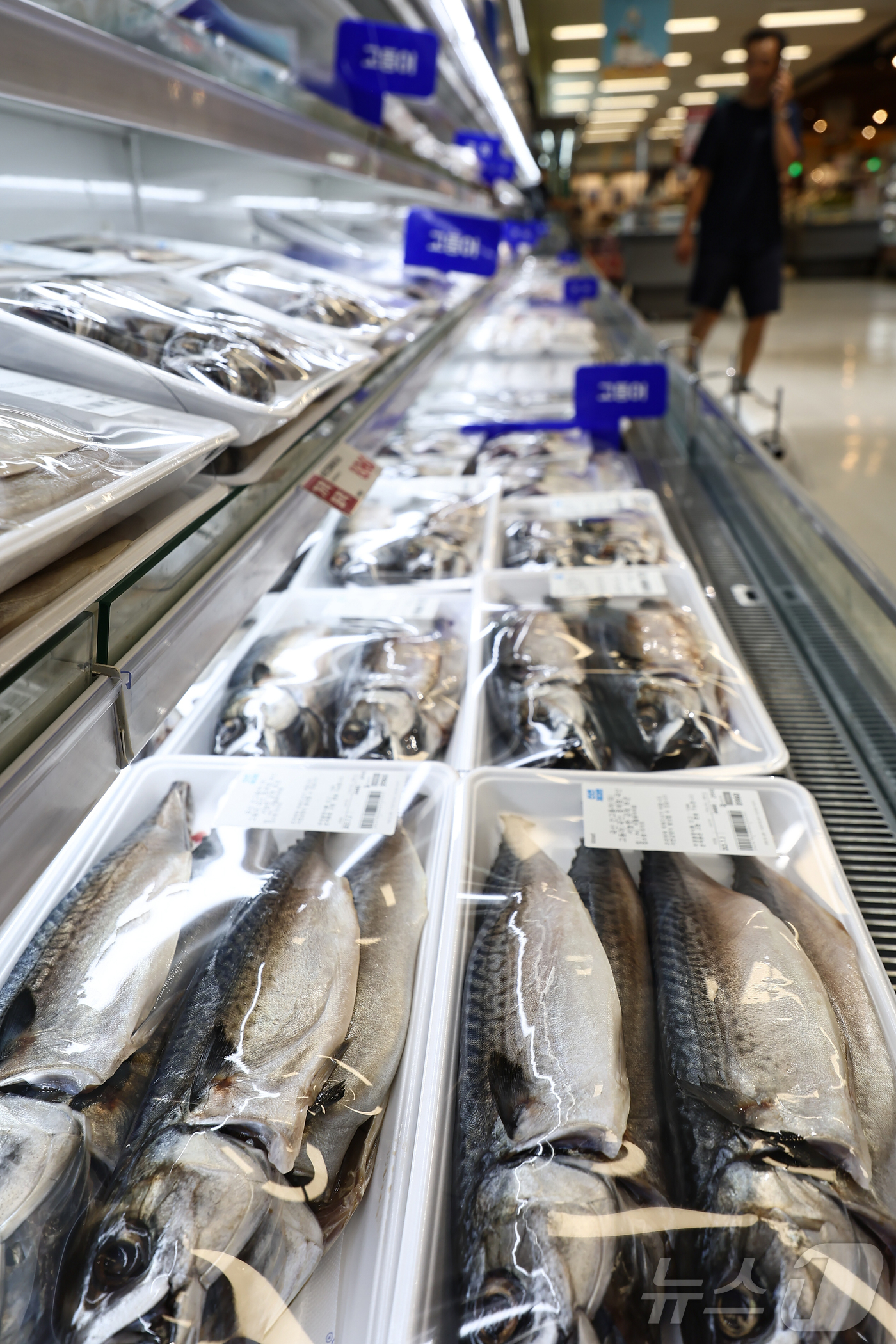 (서울=뉴스1) 김도우 기자 = ‘국민 생선’으로 알려진 고등어를 비롯한 수산물 가격이 급등한 것으로 나타났다.3일 한국농수산식품유통공사(aT)의 농산물 유통정보를 보면 고등어(국 …