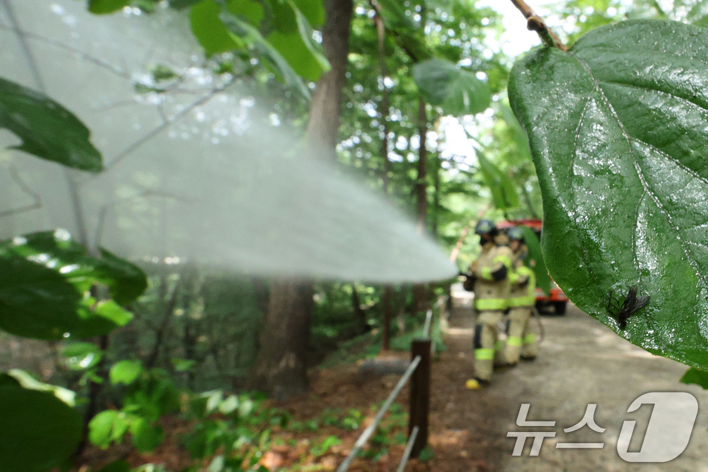 (서울=뉴스1) 신웅수 기자 = 3일 오후 서울 노원구 삼육대학교에서 소방대원들이 살수차를 이용해 붉은등우단털파리(러브버그) 방제 활동을 하고 있다. 2025.7.3/뉴스1