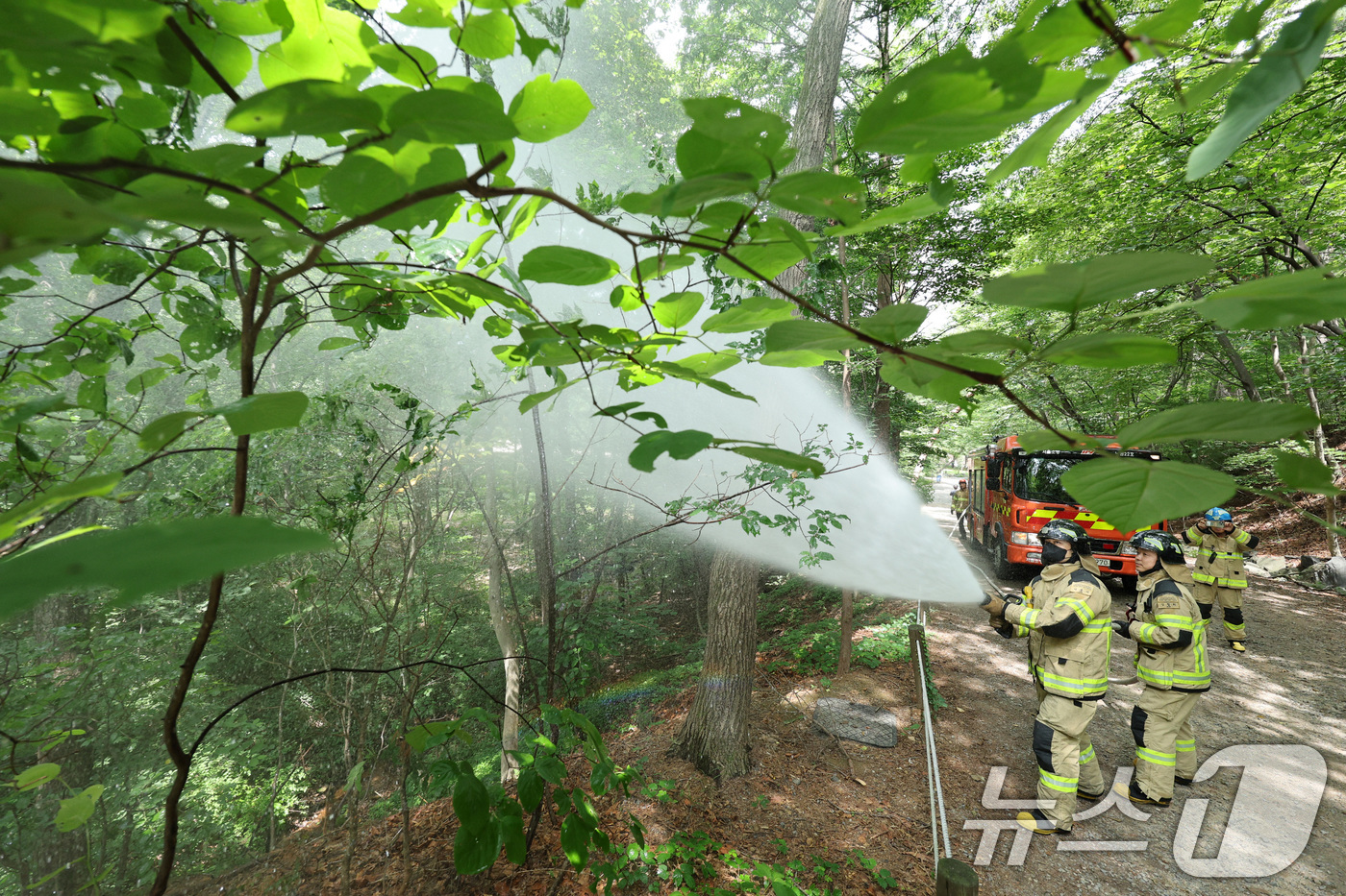 (서울=뉴스1) 신웅수 기자 = 3일 오후 서울 노원구 삼육대학교에서 소방대원들이 살수차를 이용해 붉은등우단털파리(러브버그) 방제 활동을 하고 있다. 2025.7.3/뉴스1