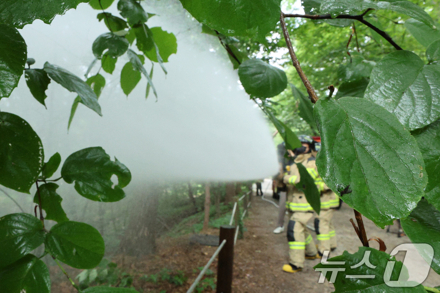 (서울=뉴스1) 신웅수 기자 = 3일 오후 서울 노원구 삼육대학교에서 소방대원들이 살수차를 이용해 붉은등우단털파리(러브버그) 방제 활동을 하고 있다. 2025.7.3/뉴스1