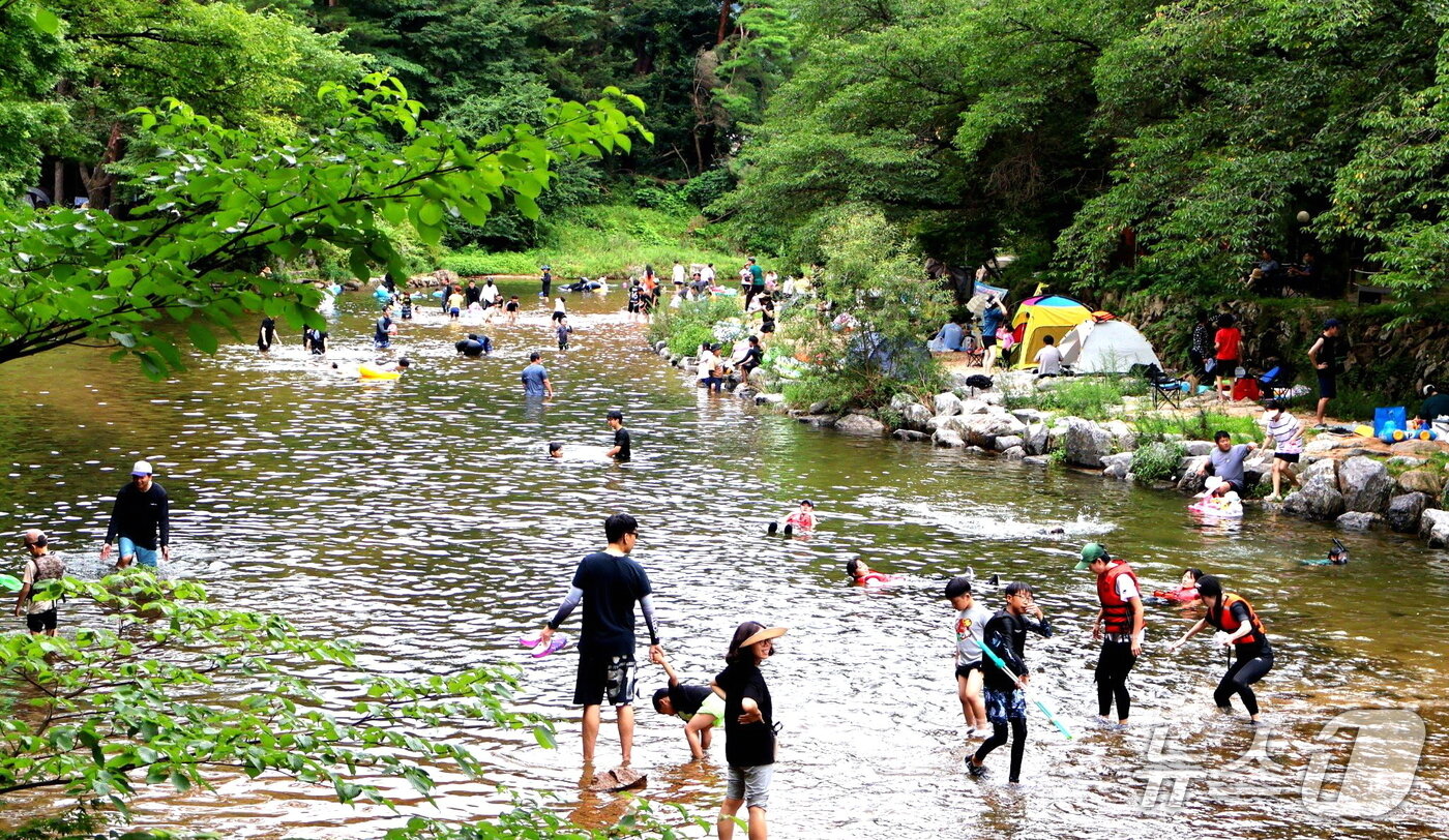 본문 이미지 - 속리산 자락에 위치한  보은 사내리 계곡을 찾은 피서객들이 물놀이를 하고 있다.  (보은군 제공, 재판매 및 DB금지) /뉴스 