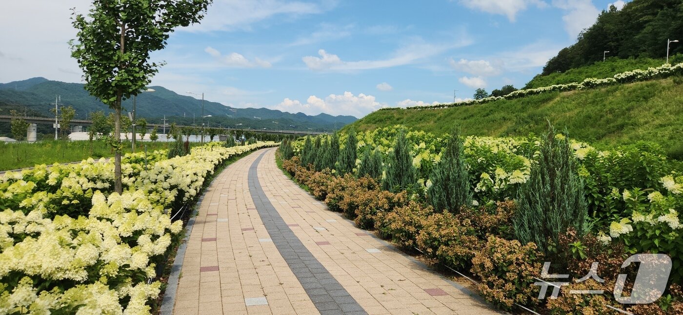본문 이미지 - 충북 옥천군 이원면 소재 묘목공원 산책로에 활짝 핀 하얀 수국이 자태를 뽐내고 있다. (옥천군 제공, 재판매 및DB금지) /뉴스1 