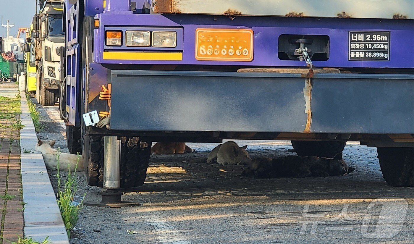 본문 이미지 - 전남 여수 도심에 출몰한 야생 들개들.&#40;독자 제공. 재판매 및 DB 금지&#41;