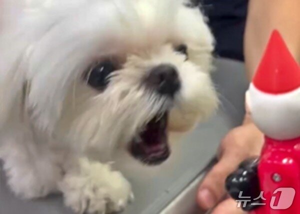 본문 이미지 - 산타 인형을 보고 짖는 강아지(이지동물의료센터 제공) ⓒ 뉴스1