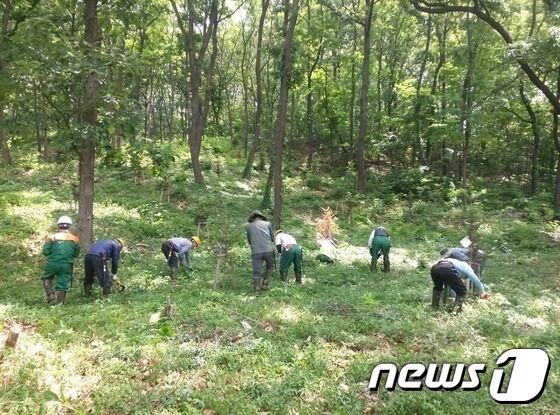 "산사태, 임도·목재수확 때문 아니다…일부 잘못된 주장 우려"