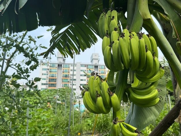 "여기가 동남아야, 서울이야?'…역대급 폭염에 서울서 바나나 또 '주렁'