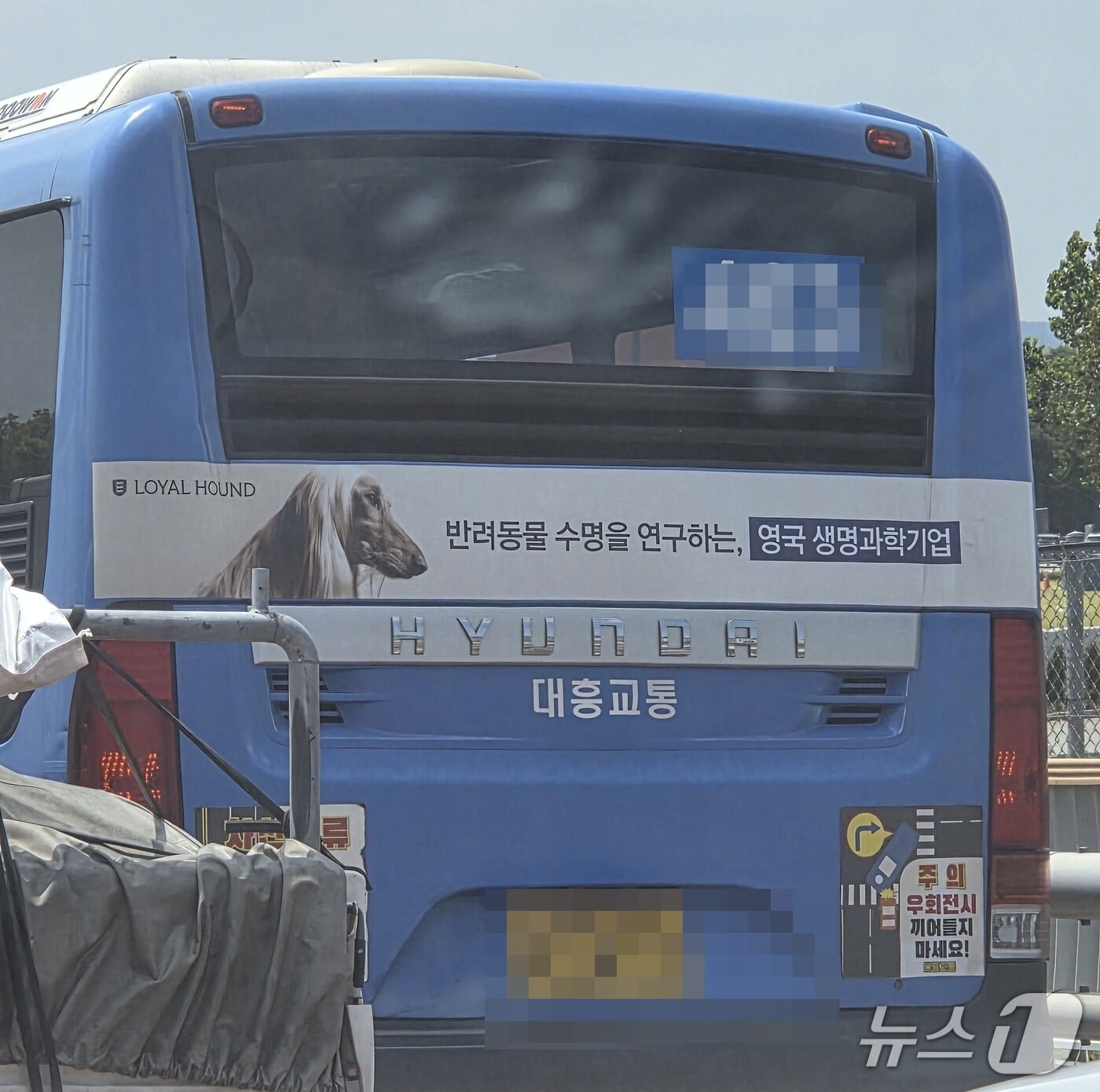 본문 이미지 - 로얄하운드의 버스 광고 ⓒ 뉴스1 한송아 기자
