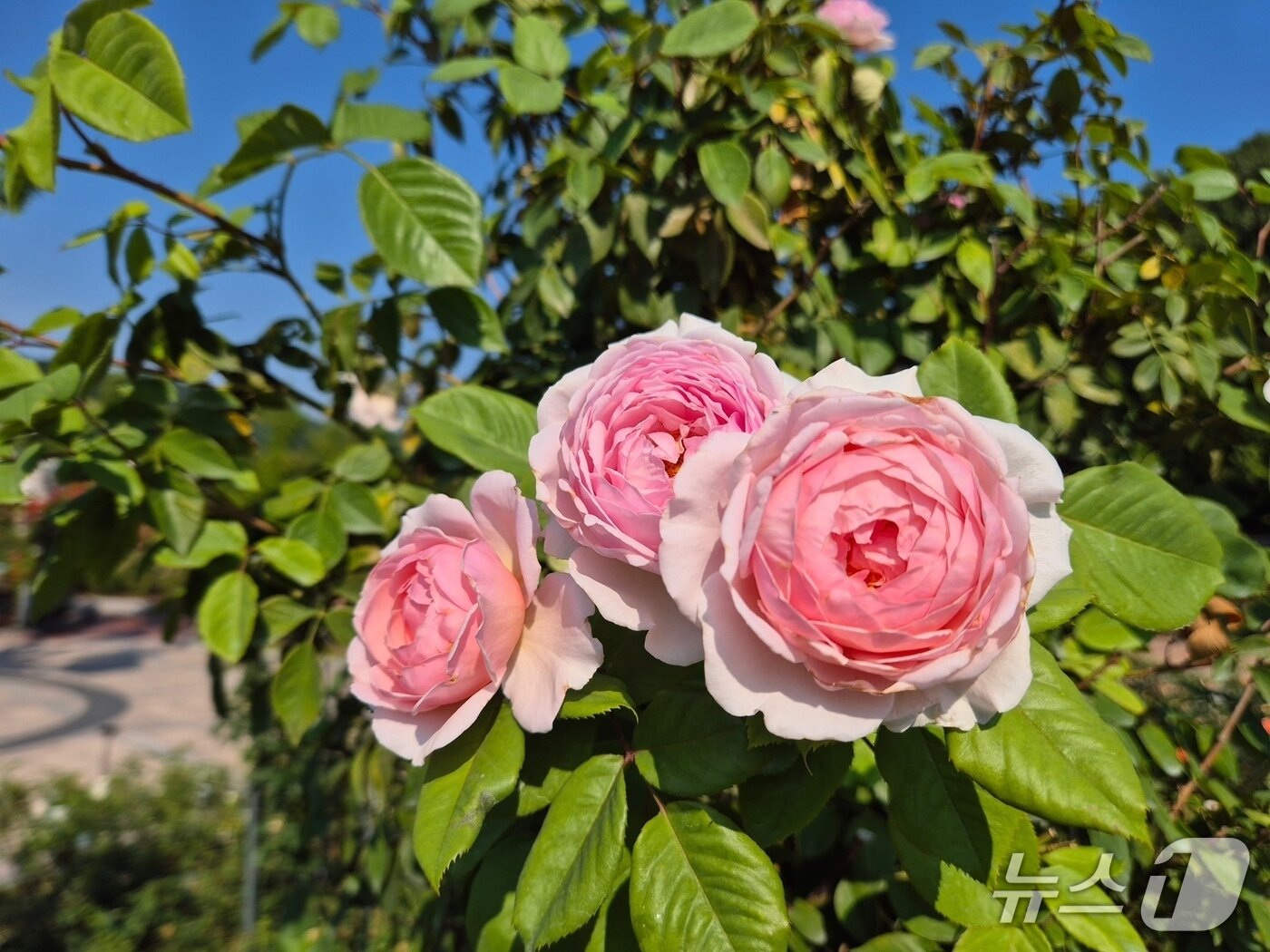 본문 이미지 - '핑크 페이스트리' 품종(에버랜드 제공)