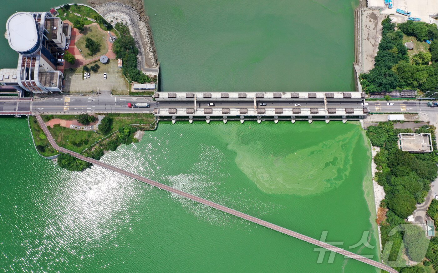 본문 이미지 - 연일 기온이 40도에 육박하는 역대급 폭염이 지속되고 있는 31일 오후 경기 평택시 현덕면 평택호 하류에 녹조 현상이 나타나고 있다. ⓒ News1 김영운 기자