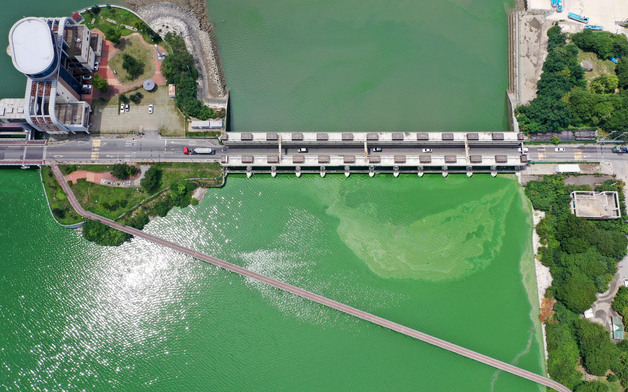녹조 유전자 지도로 추적한다…환경과학원, '유해남조류 정보집' 구축