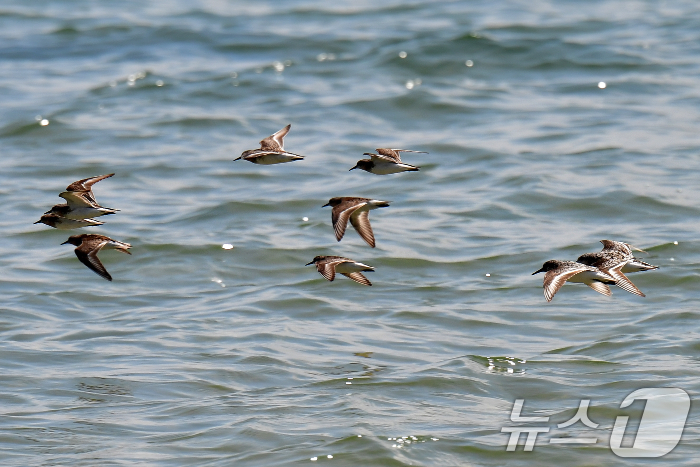 (포항=뉴스1) 최창호 기자 = 31일 경북 포항시 남구 도구해안에서 도요새 무리가 수면 위를 날아가고 있다. 2025.7.31/뉴스1