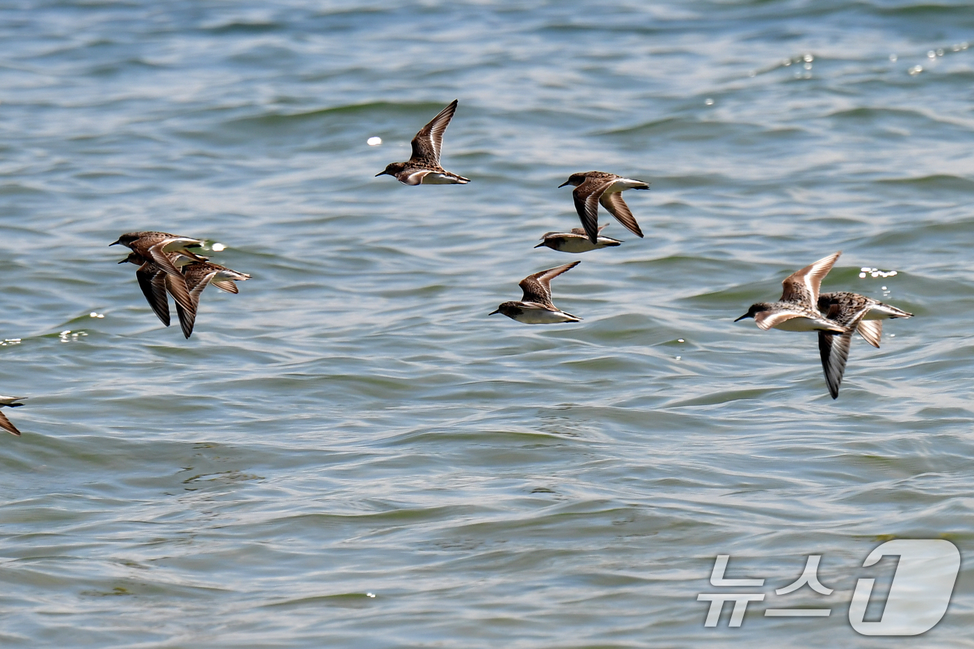 (포항=뉴스1) 최창호 기자 = 31일 경북 포항시 남구 도구해안에서 도요새 무리가 수면 위를 날아가고 있다. 2025.7.31/뉴스1