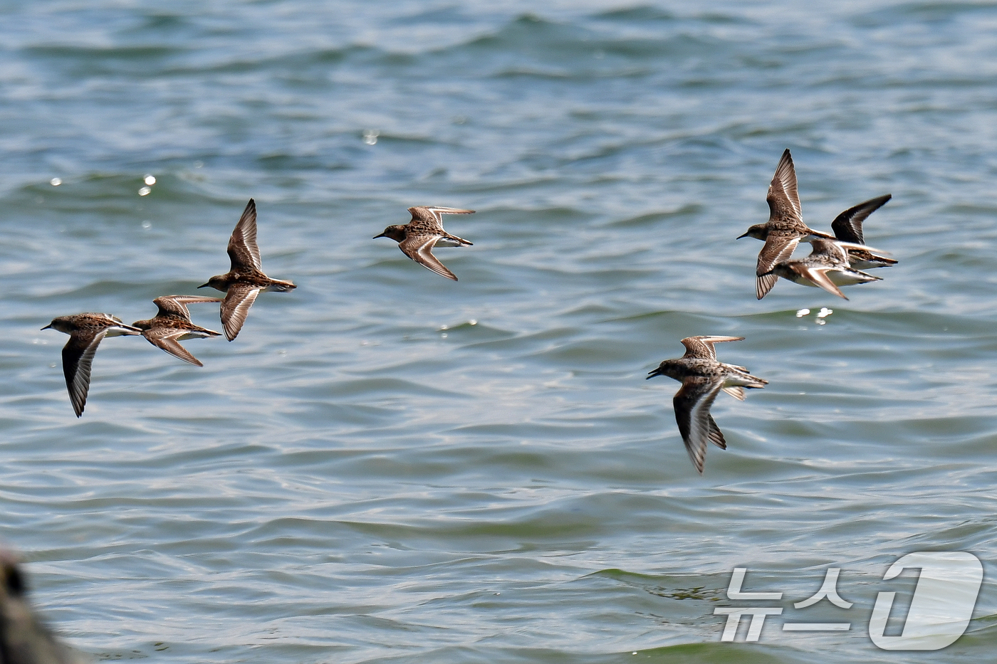 (포항=뉴스1) 최창호 기자 = 31일 경북 포항시 남구 도구해안에서 도요새 무리가 수면 위를 날아가고 있다. 2025.7.31/뉴스1