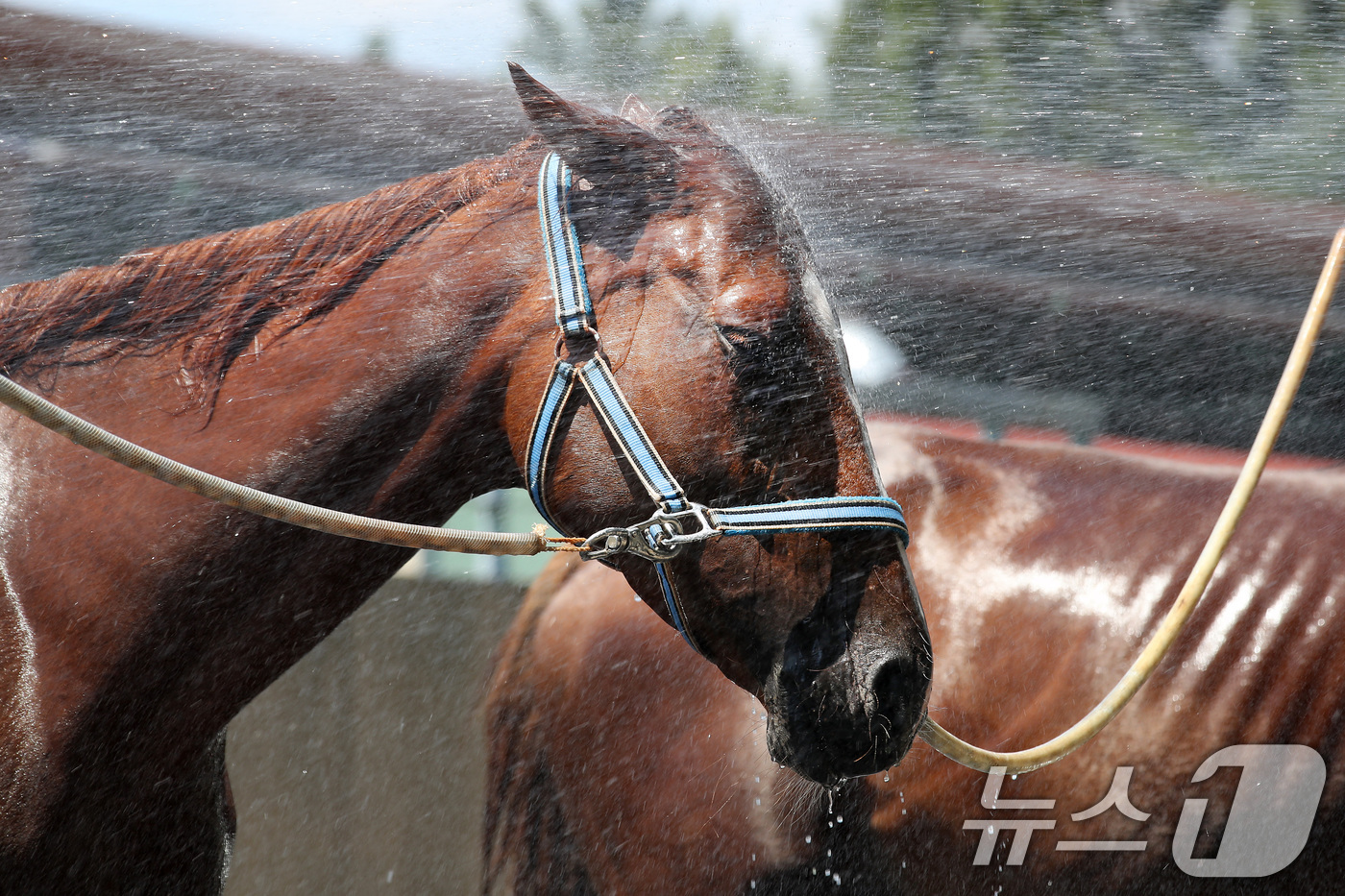 (대구=뉴스1) 공정식 기자 = 찜통더위가 계속된 31일 오후 대구 달서구 대덕승마장에서 마필관리사가 말에게 시원한 물을 뿌려 더위를 식혀주고 있다.대구공공시설관리공단은 폭염이 기 …