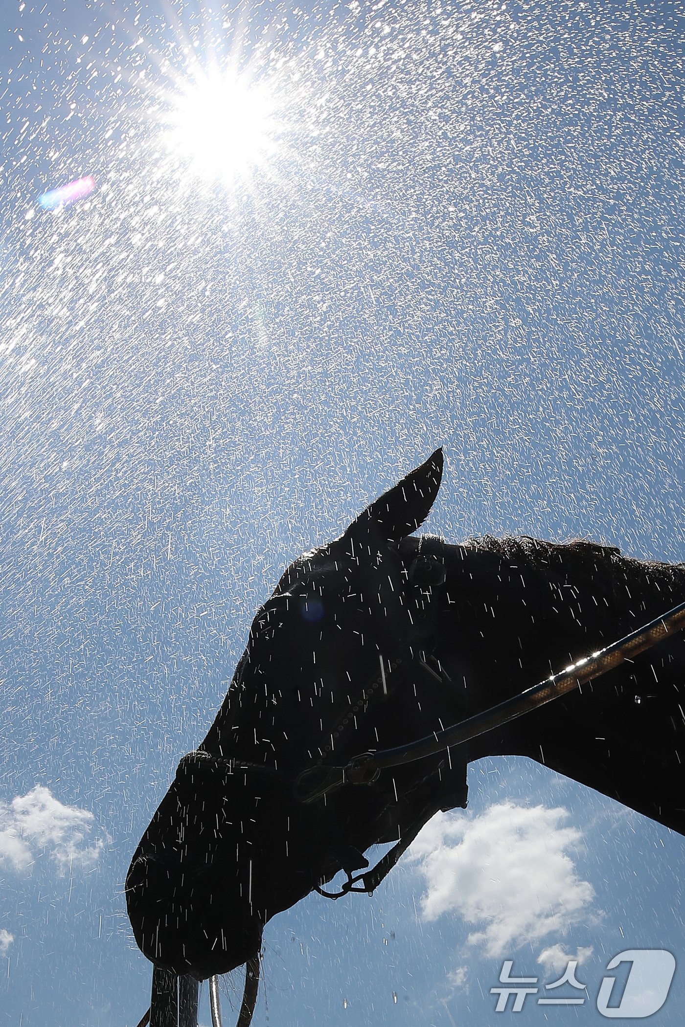 (대구=뉴스1) 공정식 기자 = 찜통더위가 계속된 31일 오후 대구 달서구 대덕승마장에서 마필관리사가 말에게 시원한 물을 뿌려 더위를 식혀주고 있다.대구공공시설관리공단은 폭염이 기 …