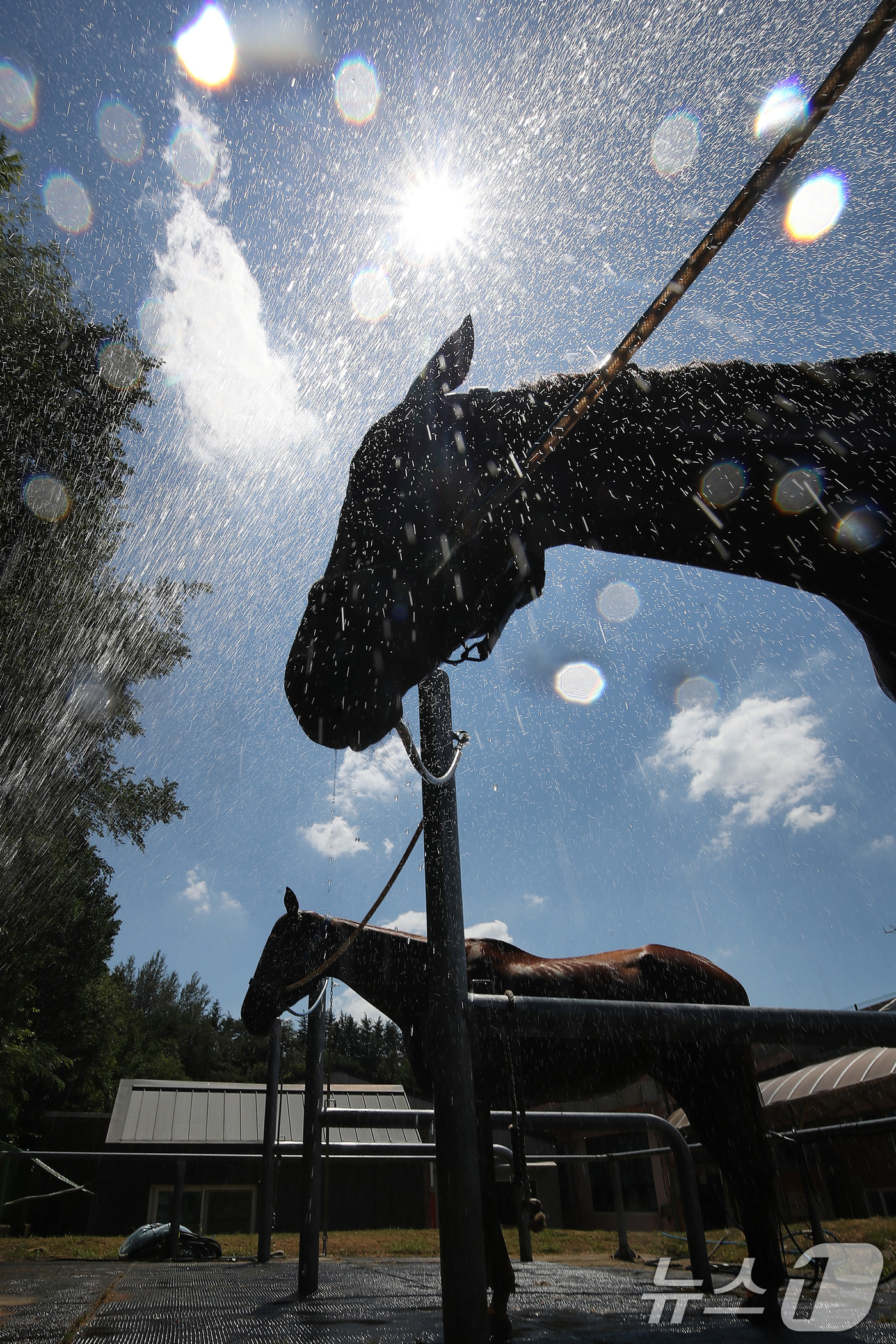 (대구=뉴스1) 공정식 기자 = 찜통더위가 계속된 31일 오후 대구 달서구 대덕승마장에서 마필관리사가 말에게 시원한 물을 뿌려 더위를 식혀주고 있다.대구공공시설관리공단은 폭염이 기 …