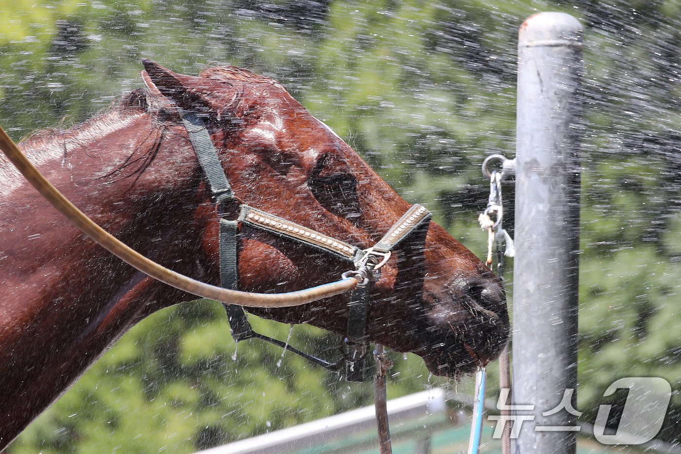 (대구=뉴스1) 공정식 기자 = 찜통더위가 계속된 31일 오후 대구 달서구 대덕승마장에서 마필관리사가 말에게 시원한 물을 뿌려 더위를 식혀주고 있다.대구공공시설관리공단은 폭염이 기 …