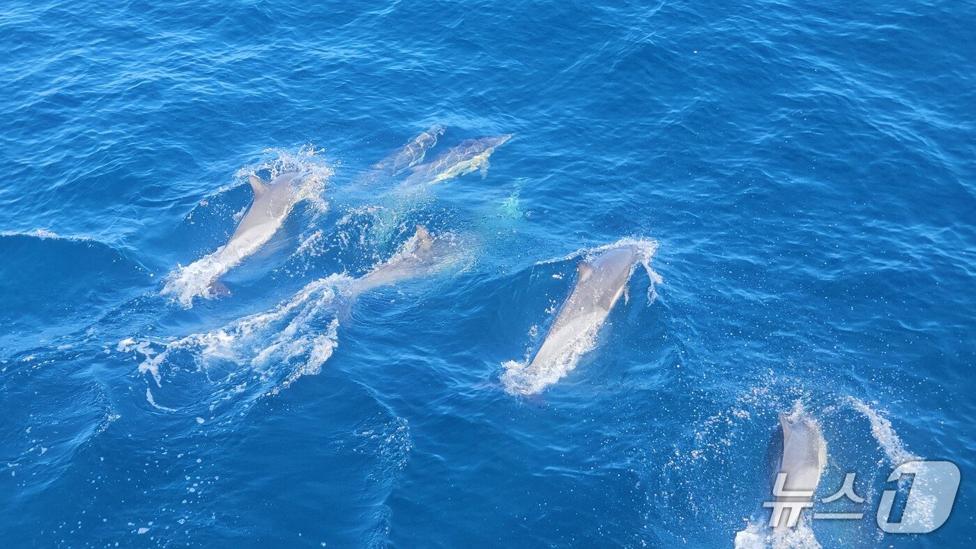 본문 이미지 - 지난 30일 고래바다여행선 운항 중 참돌고래떼 1,000여 마리가 발견됐다.(울산남구청제공. 재판매 및 DB 금지)