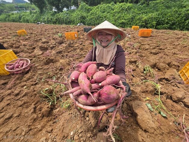 '2개월 더 빨리 맛본다'…해남 햇고구마 '진율미' 수확 시작