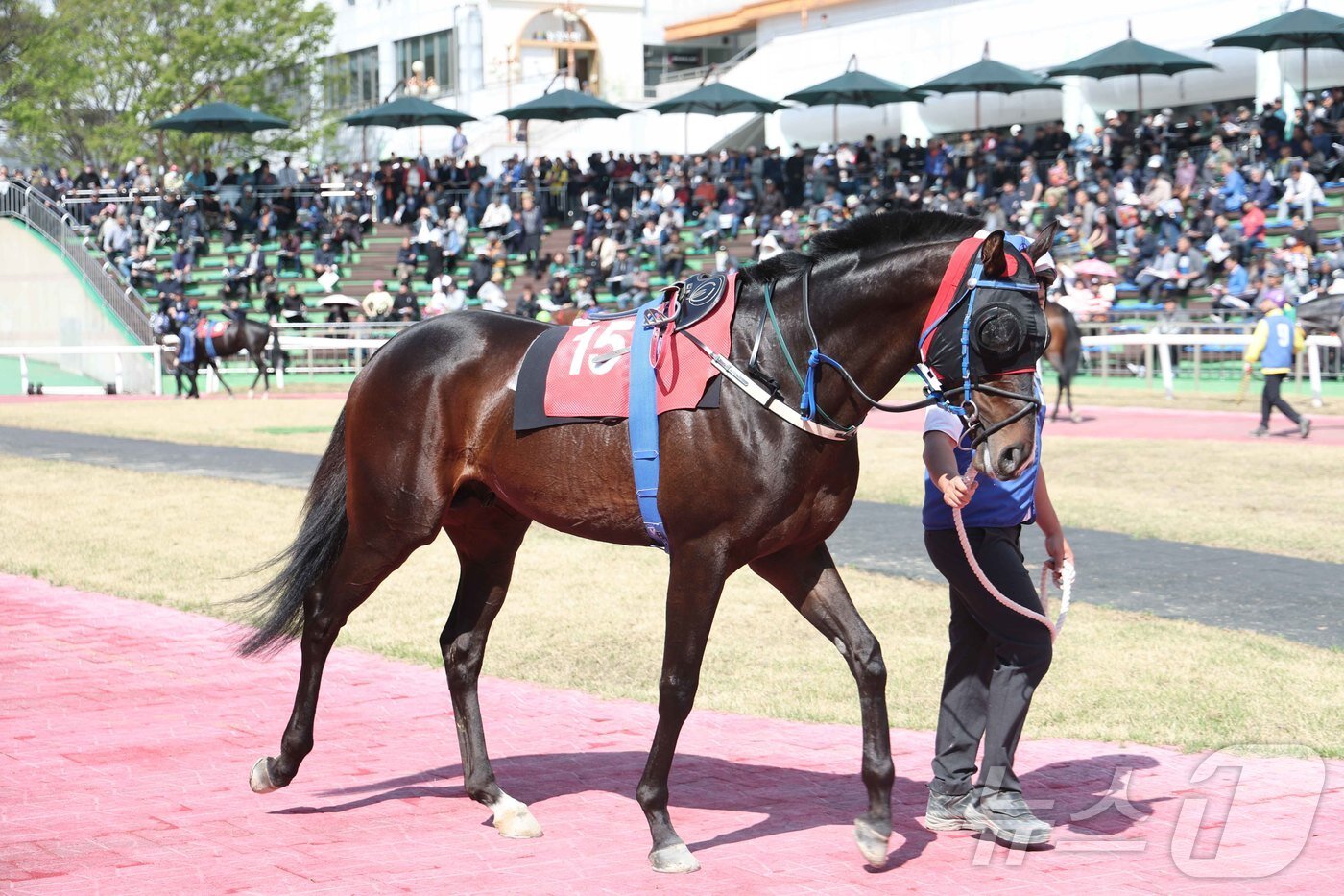 본문 이미지 - 스피드영 경주마. (한국마사회 제공) / 뉴스1 DB 