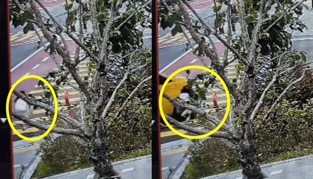 우회전 통학 차량, 길 건너는 초등생 '쾅'…구호 조처 없이 떠난 운전자