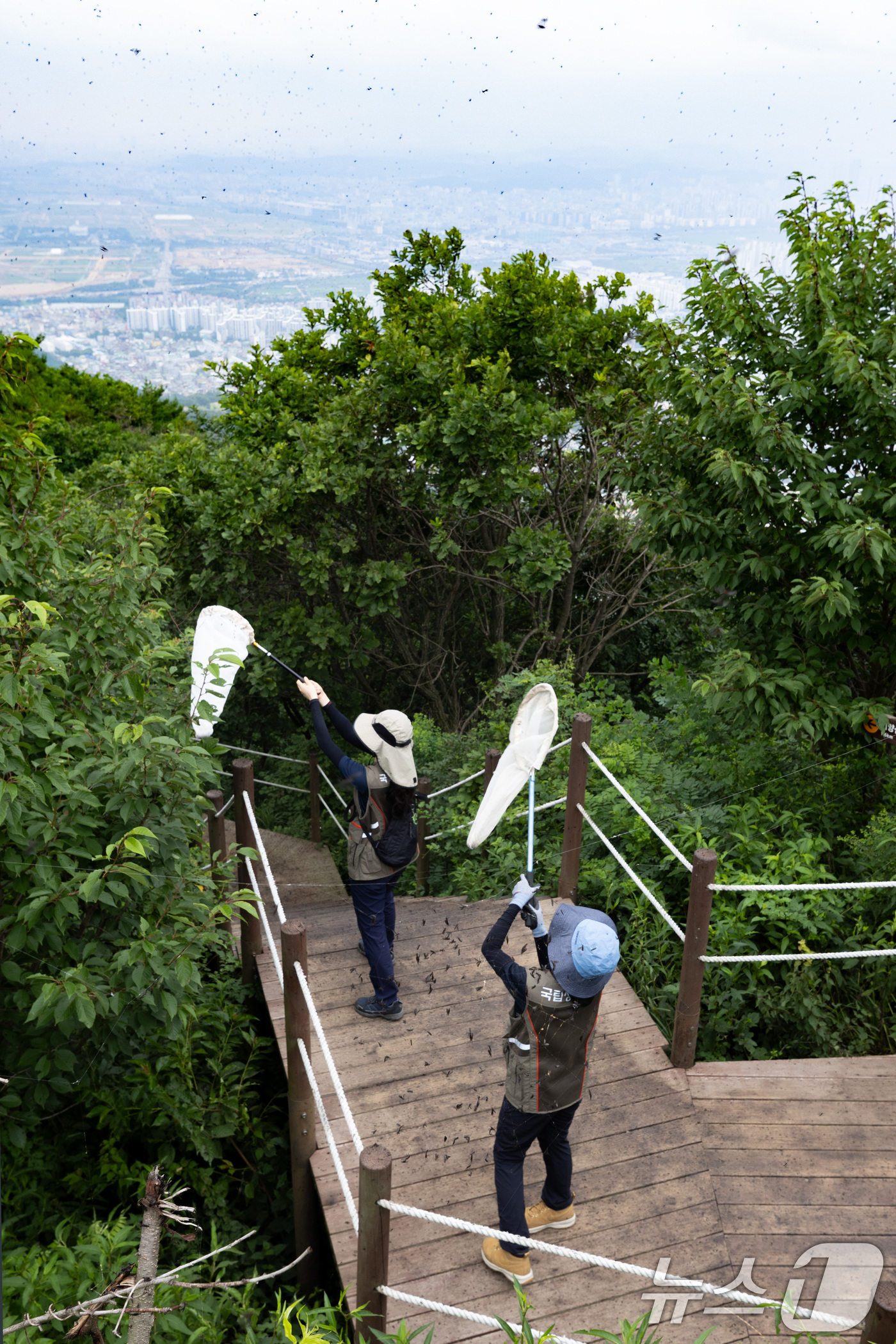 (서울=뉴스1) = 4일 환경부 및 소속기관 직원들이 인천 계양구 소재 계양산을 중심으로 활동중인 러브버그 성체를 제거하기 위해 송풍기와 포충망을 활용해 방제 작업을 하고 있다. …