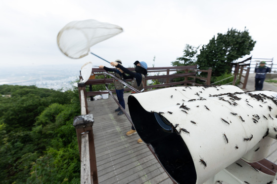 "러브버그·동양하루살이 다시 온다"…서울시, 대발생 곤충 관리