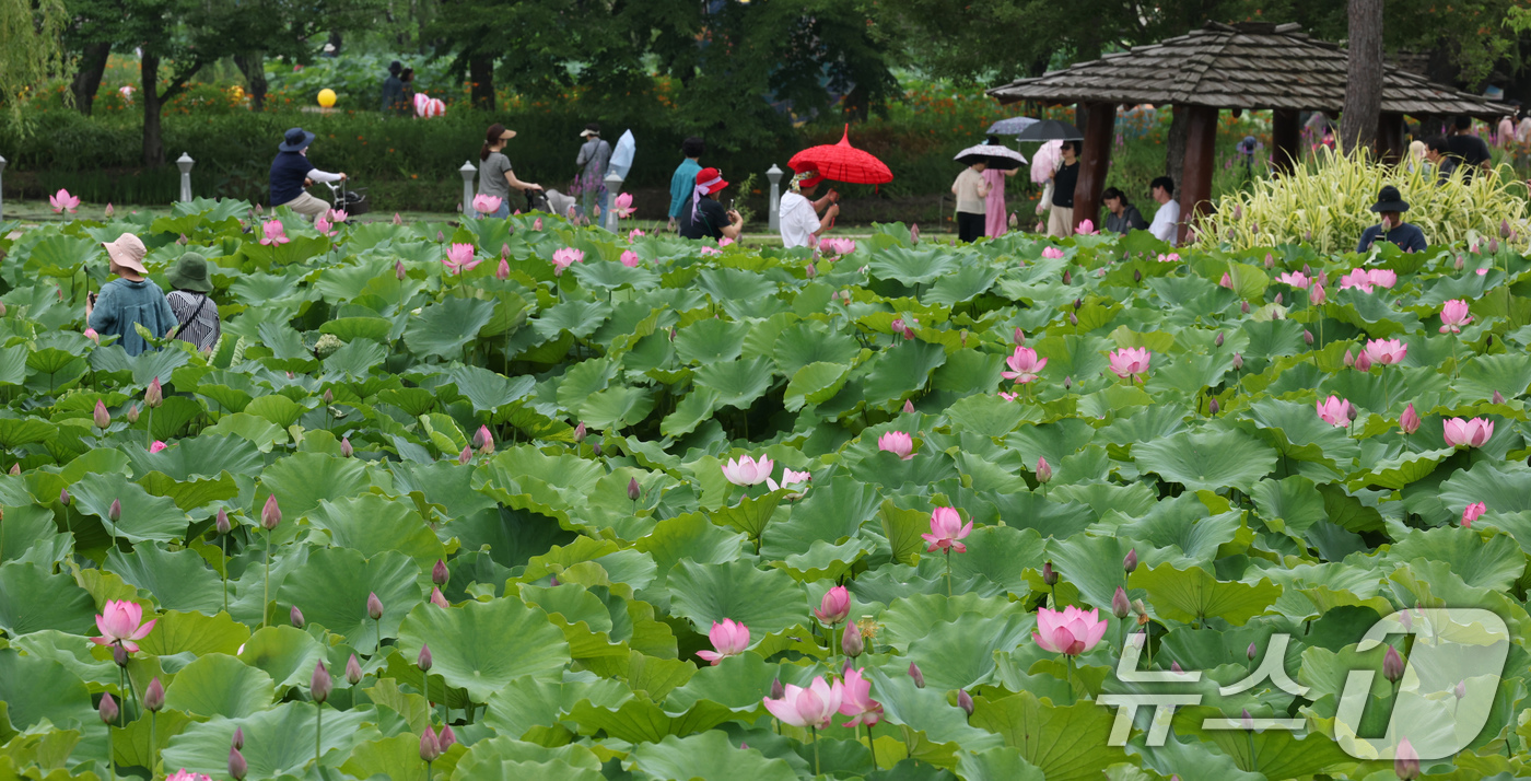 (부여=뉴스1) 김기태 기자 = 4일 충남 부여 서동공원(궁남지)에서 진행되는 부여서동연꽃축제에서 관광객들이 여유로운 시간을 보내고 있다.부여서동연꽃축제는 4일부터 6일까지 '연꽃 …