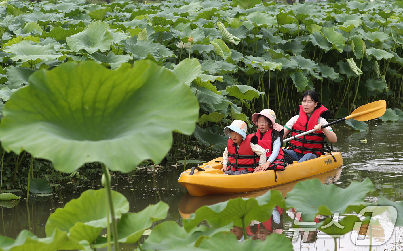 (부여=뉴스1) 김기태 기자 = 4일 충남 부여 서동공원(궁남지)에서 진행되는 부여서동연꽃축제에서 관광객들이 카누체험을 하며 즐거운 시간을 보내고 있다.부여서동연꽃축제는 4일부터 …