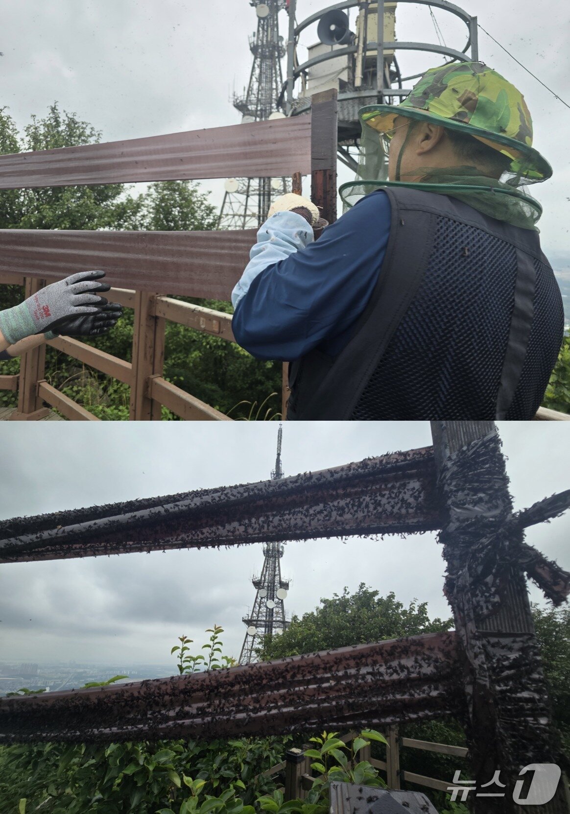 본문 이미지 - 인천 계양구 직원들이 다용도 트랩을 설치하고 있다. 이 트랩에는 수십분 만에 수천마리의 러브버그&#40;붉은등우단털파리&#41;가 달라 붙었다. ⓒ 뉴스1 황덕현 기자