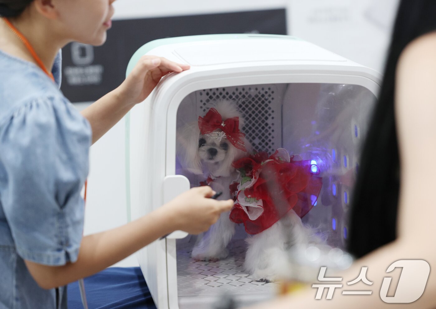 본문 이미지 - 반려동물용품 박람회에서 드라이룸을 사용 중인 반려견(사진은 기사 내용과 무관함) 2025.7.4 ⓒ 뉴스1 김영운 기자