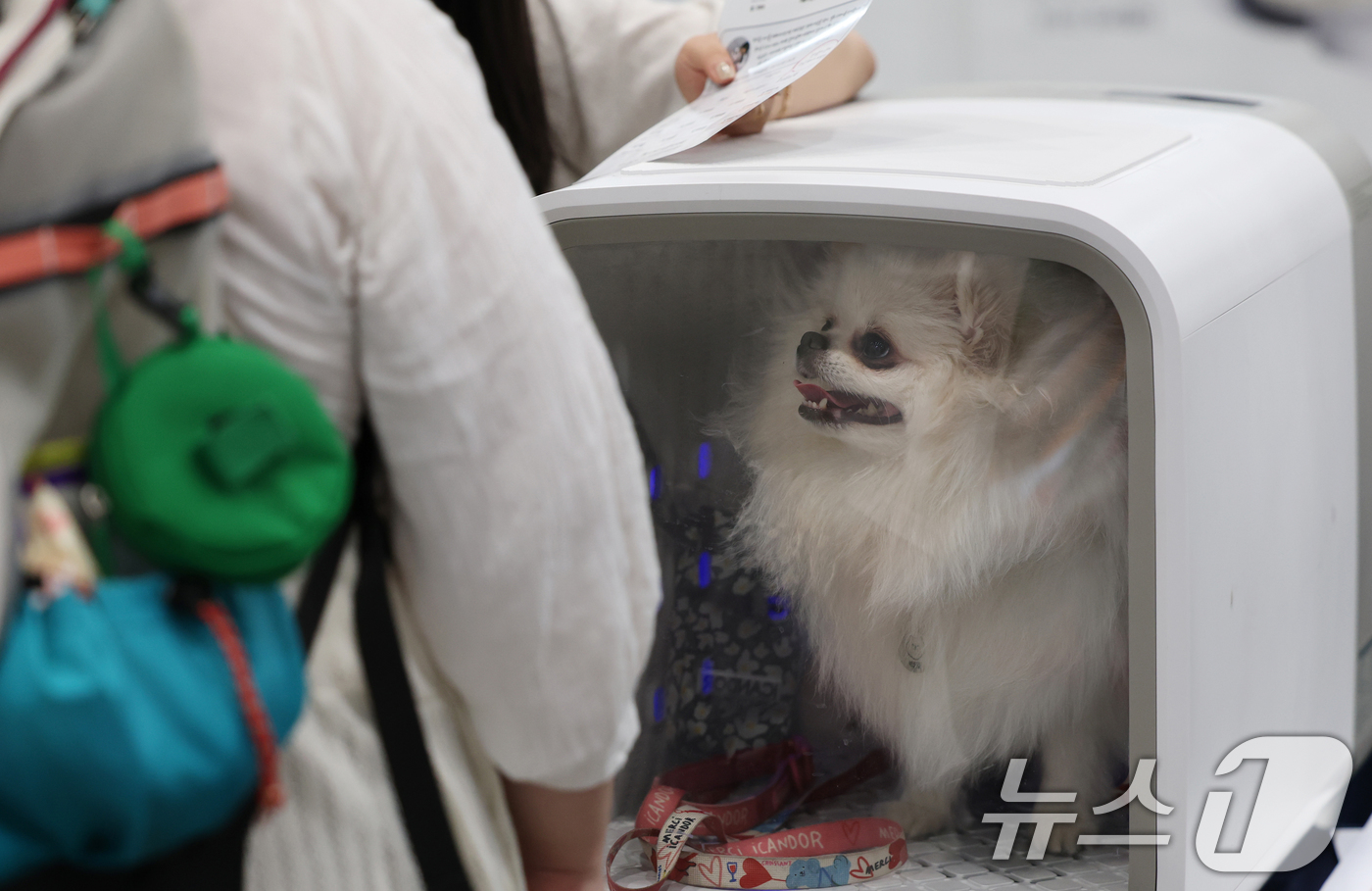 (수원=뉴스1) 김영운 기자 = 4일 경기 수원시 권선구 수원메쎄에서 열린 '2025 케이펫페어 수원 시즌2'을 찾은 관람객들이 다양한 반려동물 용품을 살펴보고 있다. 2025.7 …