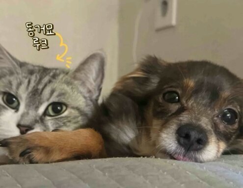 본문 이미지 - 반려묘와도 사이좋게 잘 지내는 땅콩이&#40;VIP동물의료센터 제공&#41; ⓒ 뉴스1